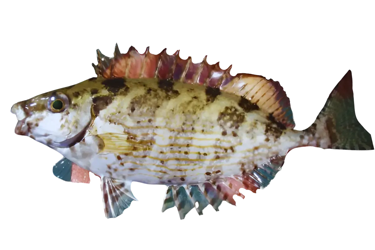 Rabbitfish (Siganus rivulatus and Siganus luridus)