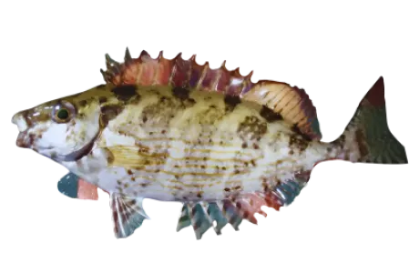 Rabbitfish