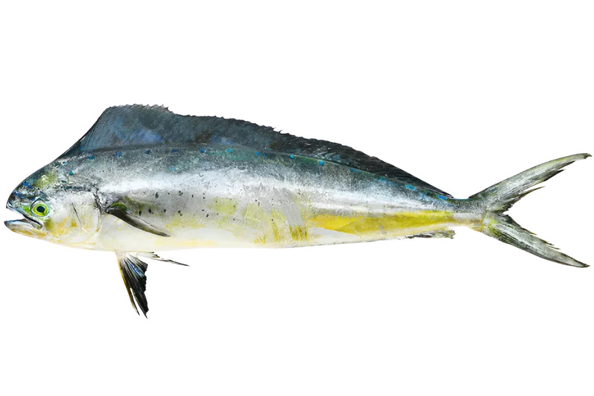 Coryphaene (Coryphaena hippurus)