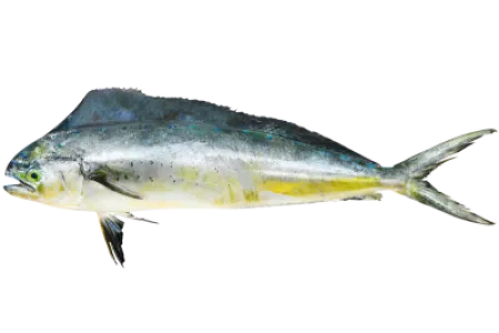 Coryphaene