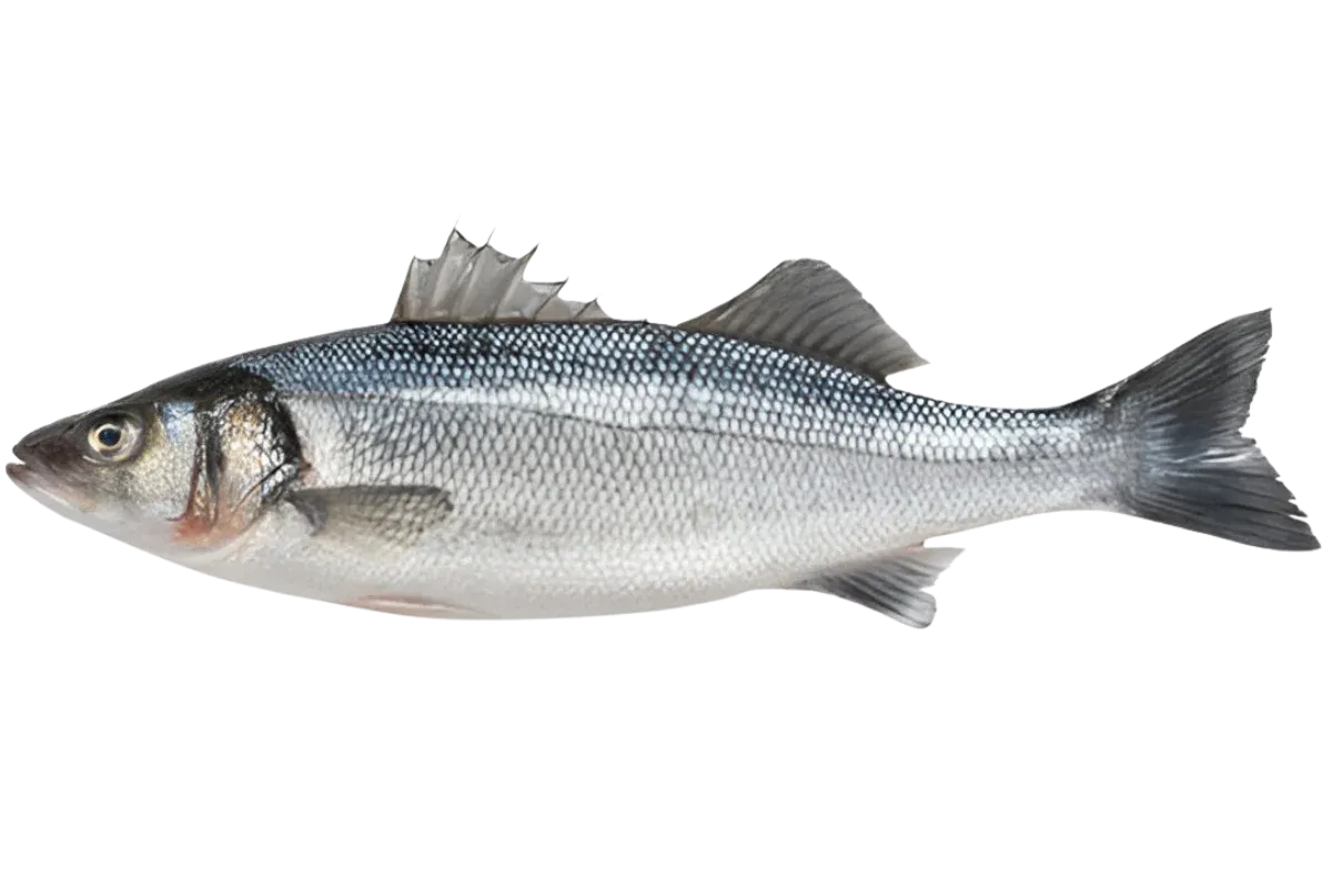 Seabass (Dicentrarchus labrax)