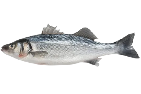 Seabass