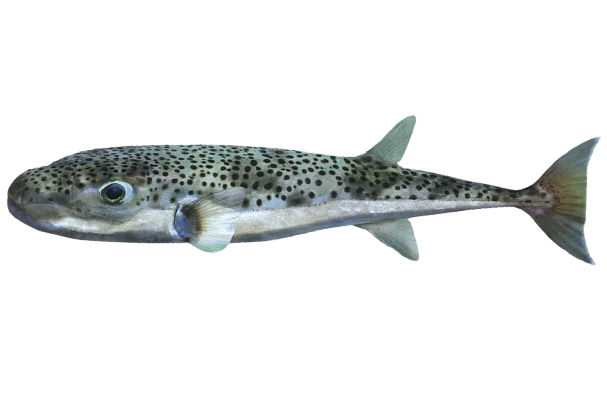 Silver cheeked Toadfish (Lagocephalus sceleratus)