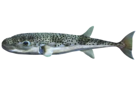 Silver cheeked Toadfish