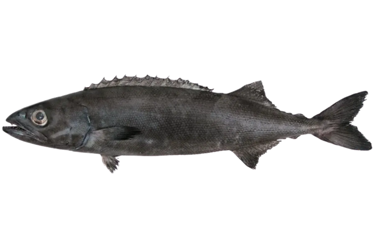 Oilfish (Ruvettus pretiosus)