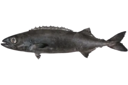 Oilfish