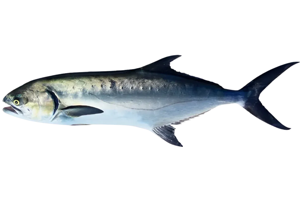 Leerfish (Lichia amia)