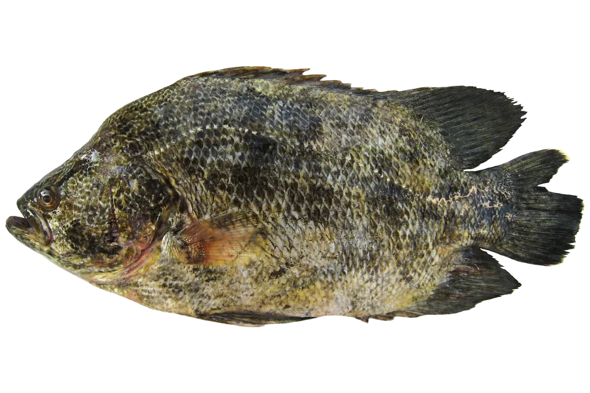Atlantic Tripletail (Lobotes surinamensis)