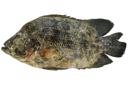 Atlantic Tripletail