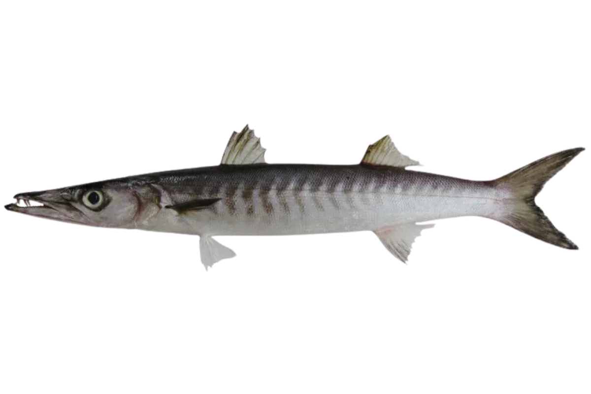 Barracuda (Sphyraena sphyraena / Sphyraena viridensis)