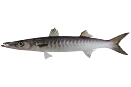 Barracuda