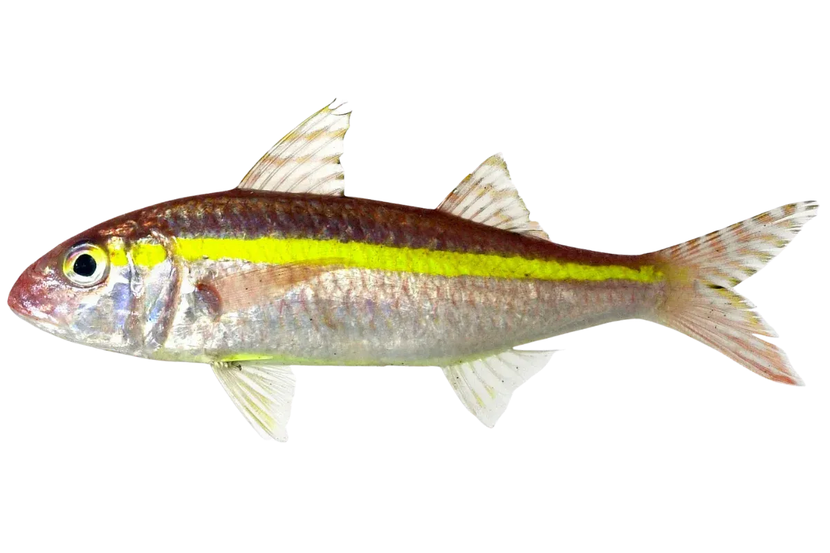 Goldband Goatfish (Upeneus moluccensis)