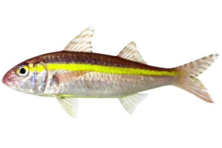 Goldband Goatfish
