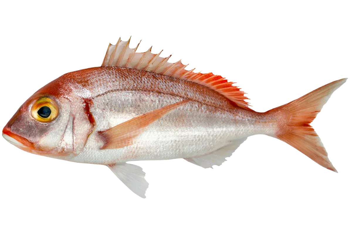 Pandora (Pagellus erythrinus)