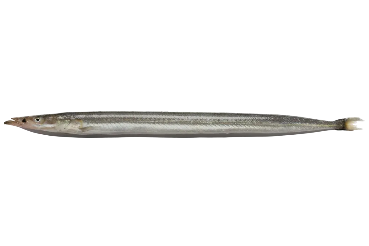 Mediterranean Sand Eel (Gymnammodytes cicerelus / Ammodytes tobianus)