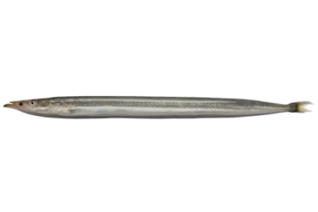 Mediterranean Sand Eel