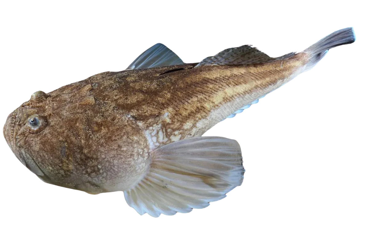 Atlantic Stargazer (Uranoscopus scaber)
