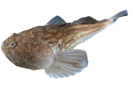 Atlantic Stargazer