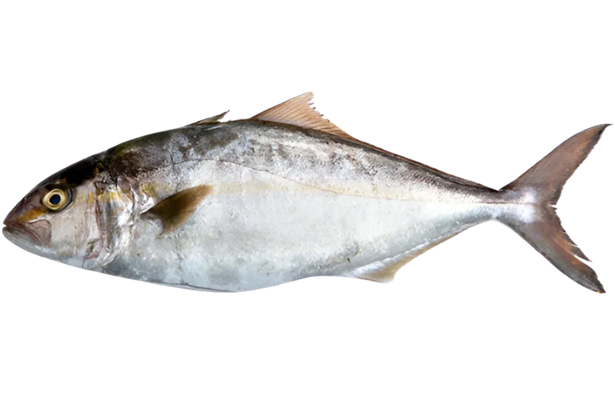 Greater Amberjack (Seriola dumerili)