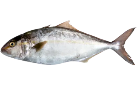 Greater Amberjack