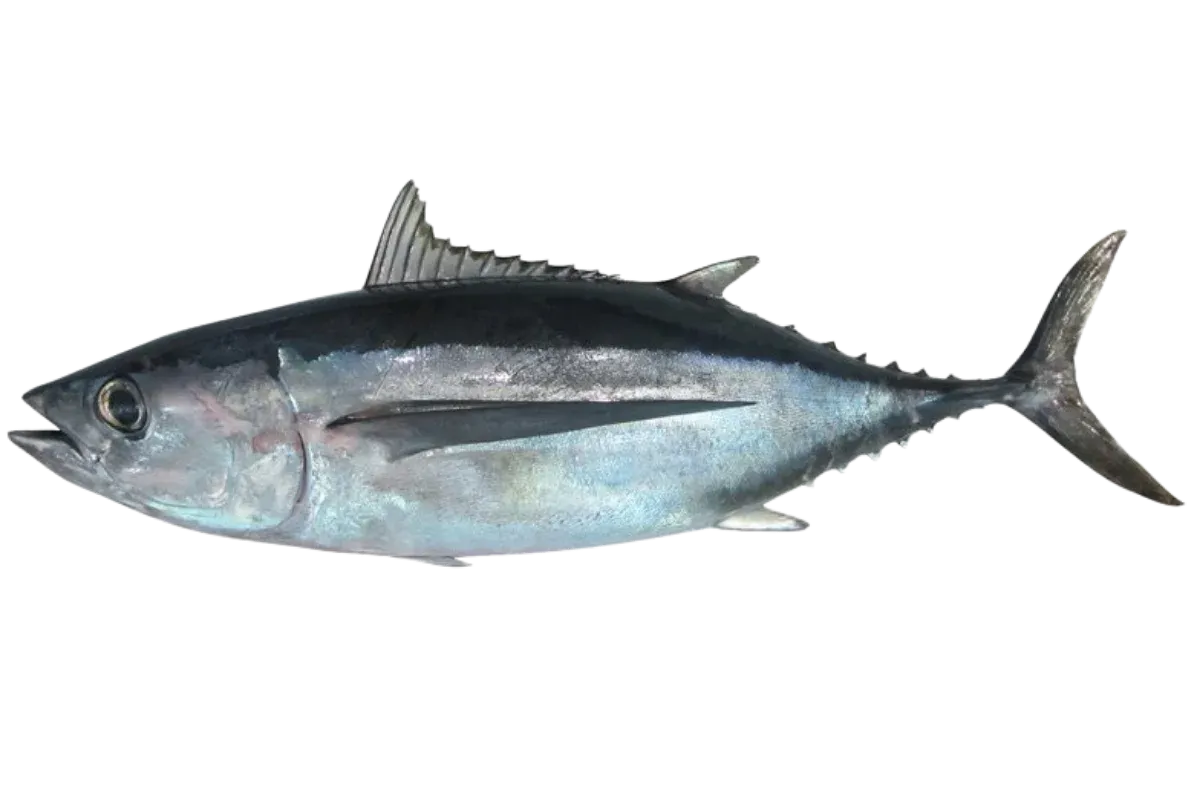 Albacore (Thunnus alalunga)