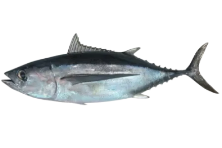 Albacore