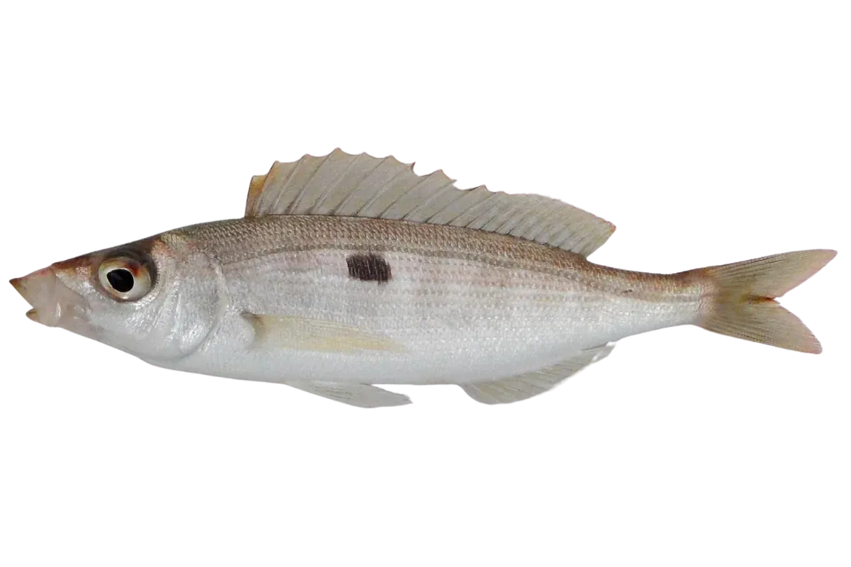 Picarel (Spicara smaris)