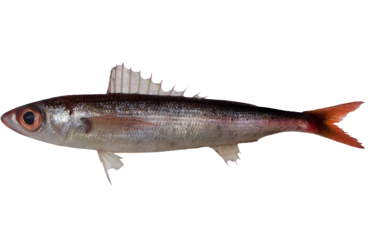 Curled Picarel (Centracanthus cirrus)