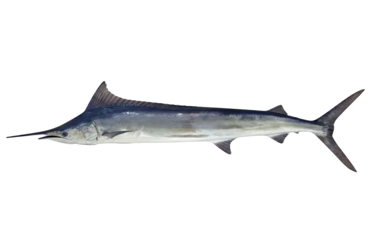 Mediterranean Spearfish (Tetrapturus belone)