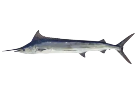 Mediterranean Spearfish