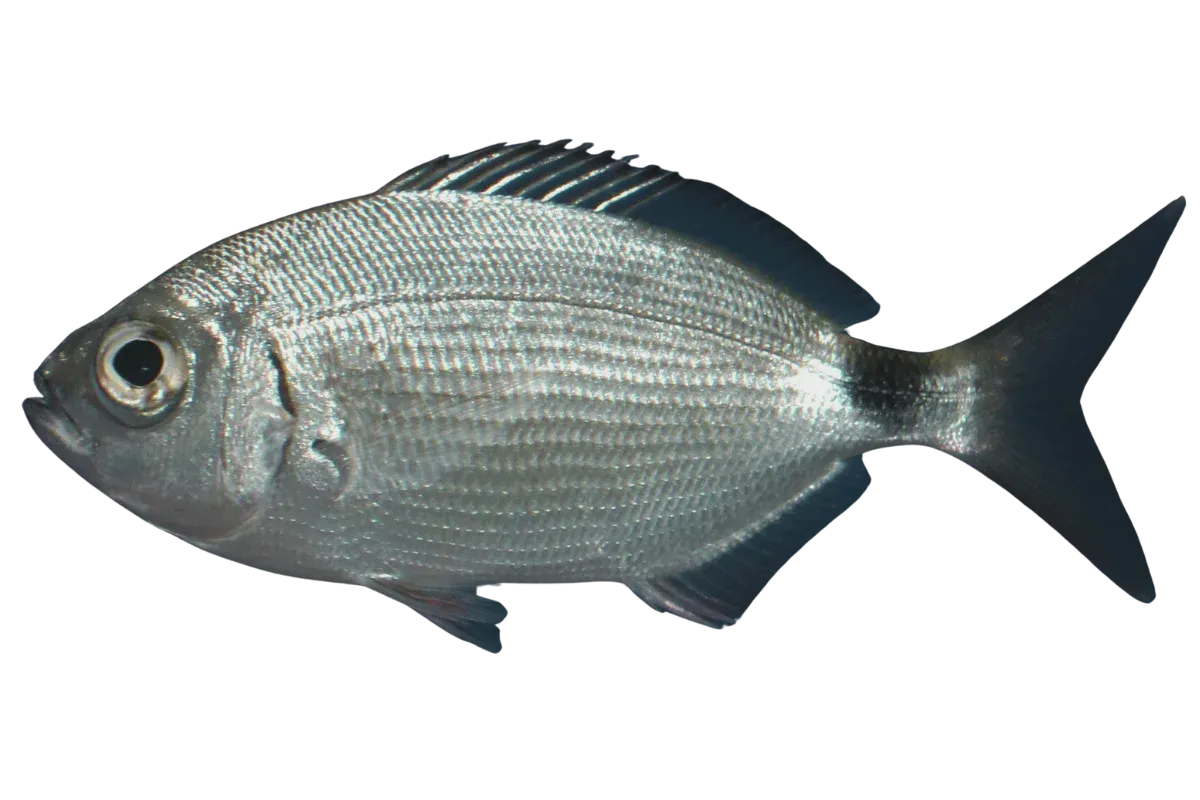Saddled Seabream (Oblada melanura)