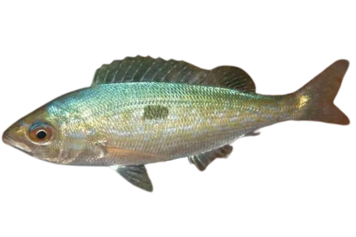 Blotched Picarel (Spicara maena)