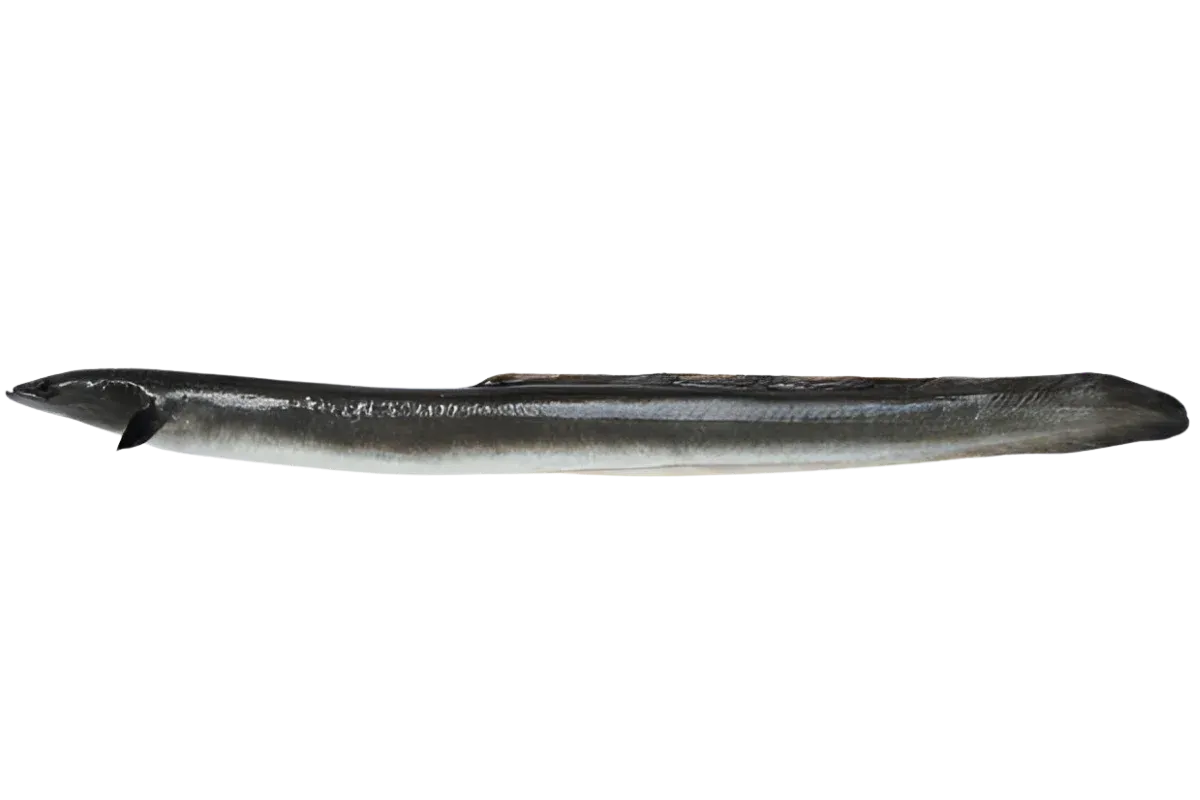 Conger (Conger conger)