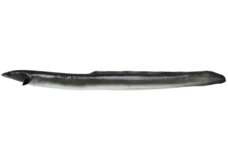 Conger