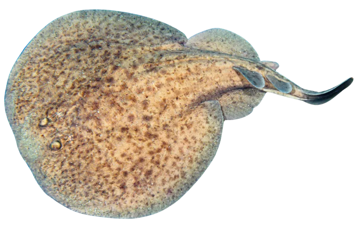 Electric Ray (Torpedo marmorata / Torpedo torpedo)