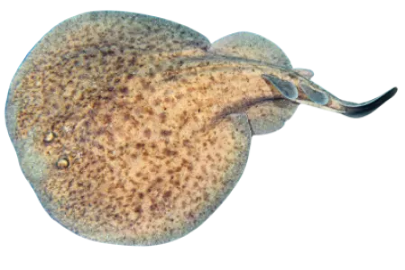 Electric Ray