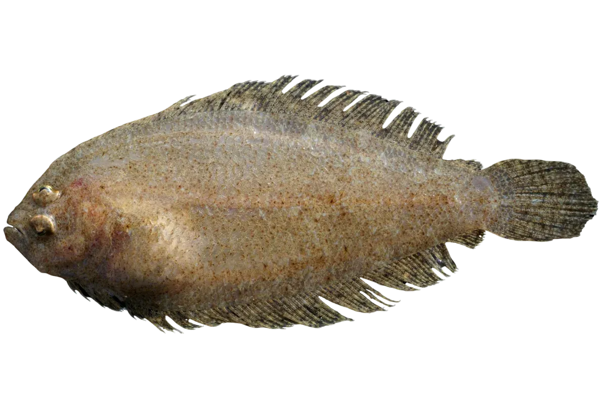 Scaldback (Arnoglossus laterna)
