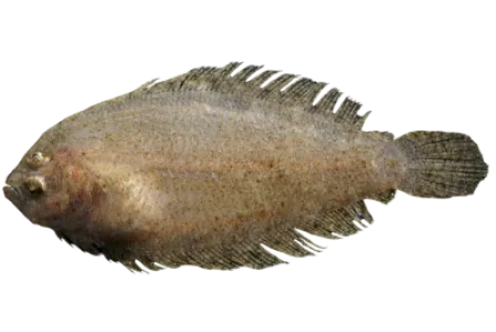 Scaldback