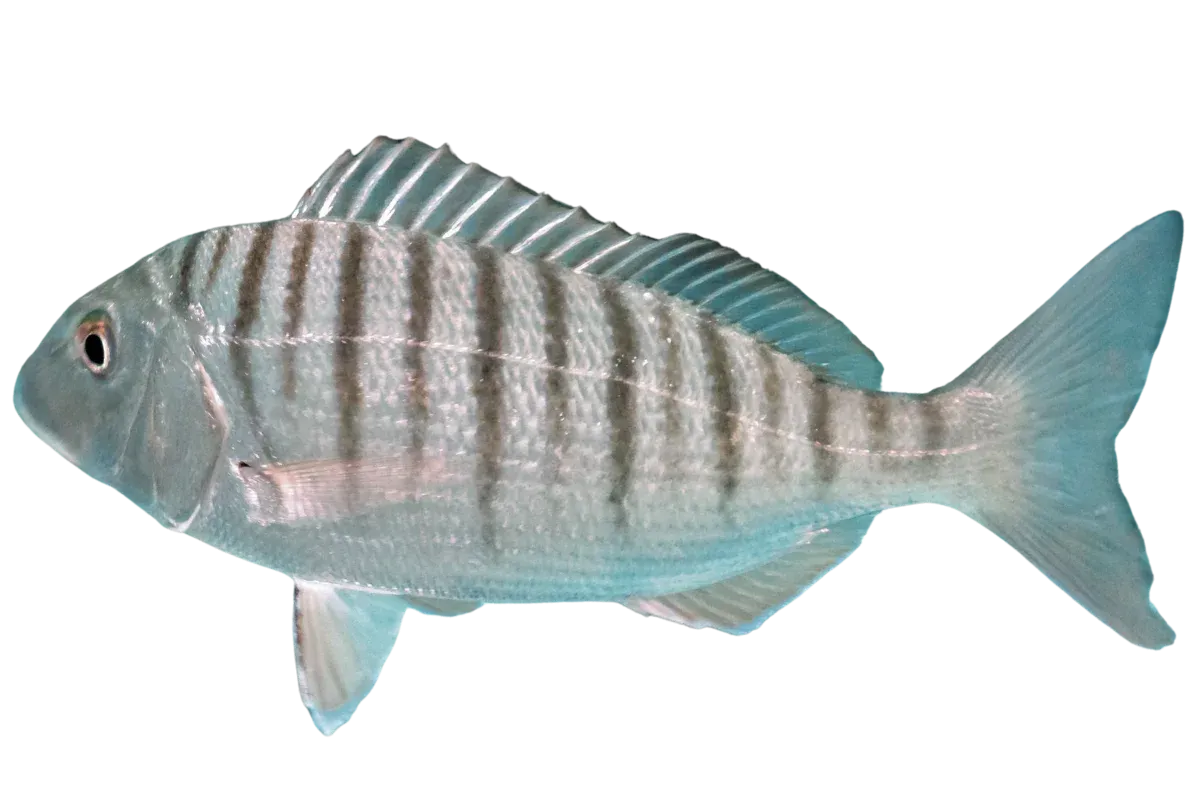 Sand Steenbras (Lithognathus mormyrus)
