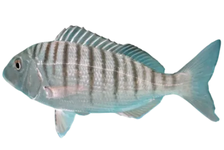 Sand Steenbras