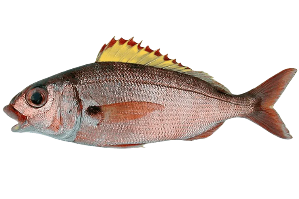 Axillary Seabream (Pagellus acarne)