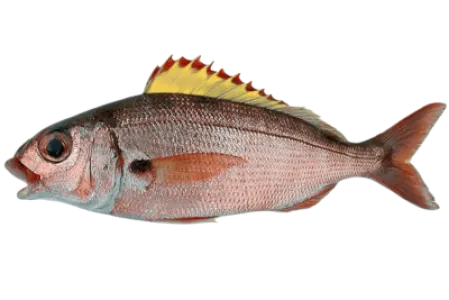 Axillary Seabream