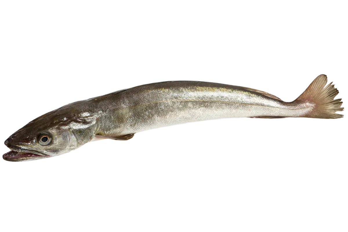 Hake (Merluccius merluccius)