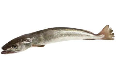 Hake