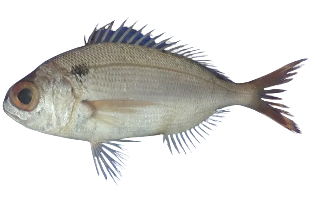 Blackspot Seabream (Pagellus bogaraveo)