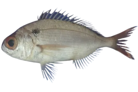 Blackspot Seabream