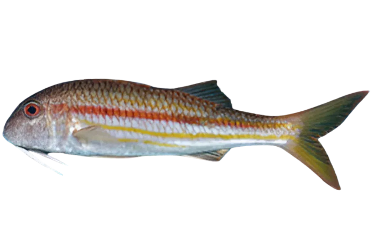 Striped Red Mullet (Mullus surmuletus)