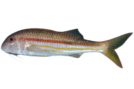 Striped Red Mullet