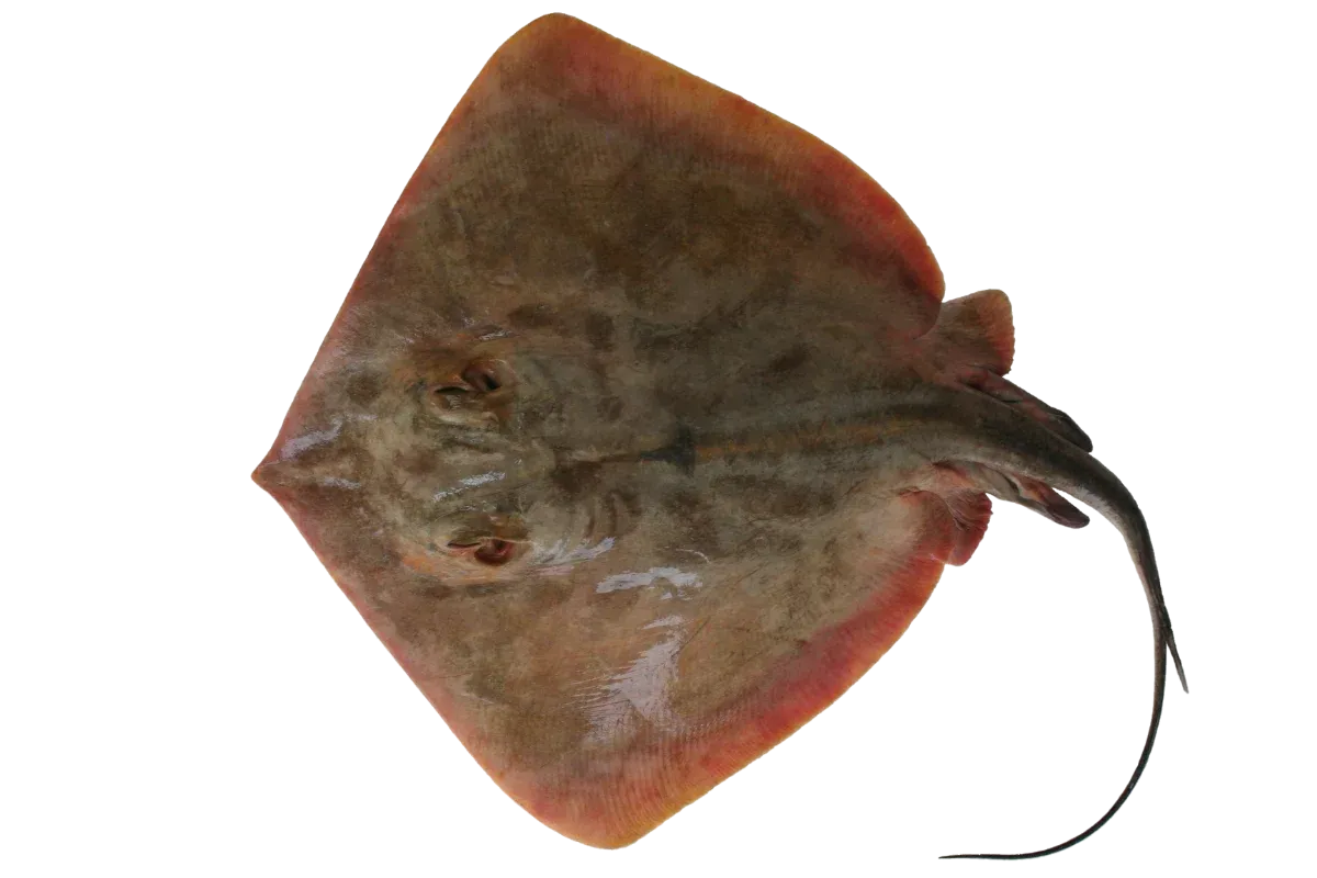Stingray (Dasyatis pastinaca / Bathytoshia centroura)