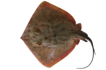 Stingray